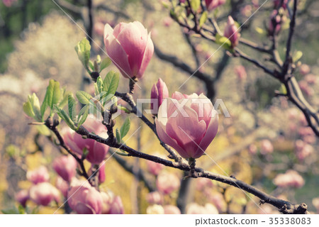 Magnolia spring flowers Magnolia spring flowers 35338083