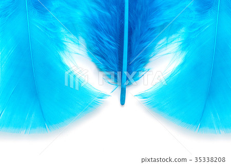 Close-up of Blue feather isolated on white Close-up of Blue feather isolated on white 35338208