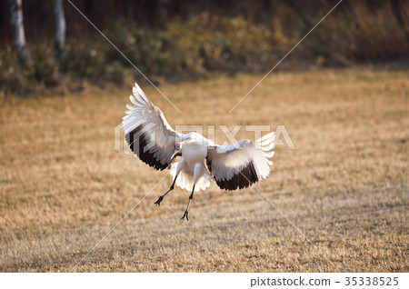 Tan butterfly (Hokkaido · Tsurui) landing with wings spread Tan butterfly (Hokkaido · Tsurui) landing with wings spread 35338525