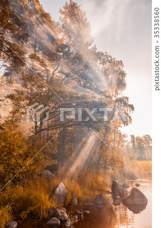 sun rays through the foliage. autumn forest. sun rays through the foliage. autumn forest. 35338560