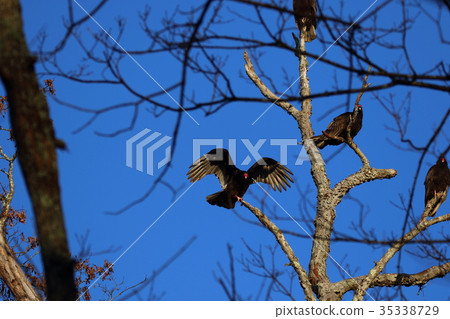 Hime Kondoru 35338729