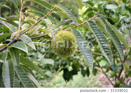 图库照片 板栗 山毛榉科(植物种类 养殖
