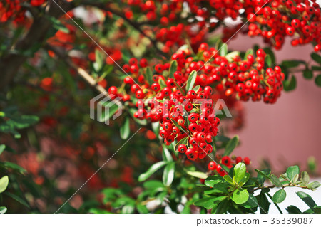 Bright red pyracanthas fruit 35339087