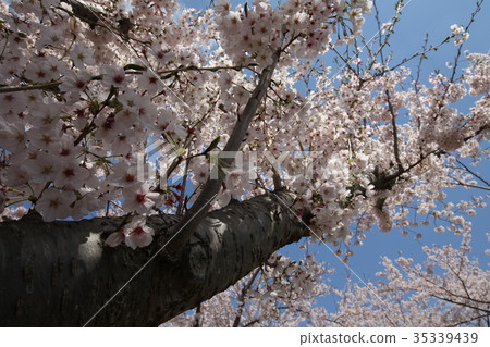 Mt. Sakura of Narita City Sakura 35339439