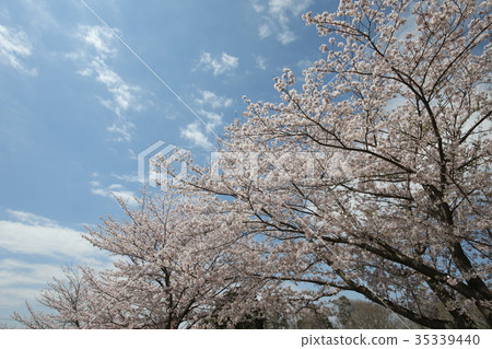 Mt. Sakura of Narita City Sakura Mt. Sakura of Narita City Sakura 35339440