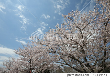成田市佐倉的櫻花山 成田市佐倉的櫻花山 35339441