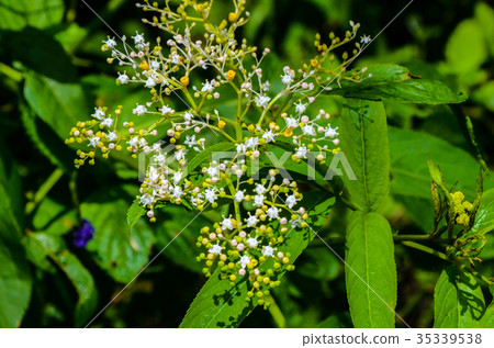 Taiwan, plants, flowers, ribs 35339538