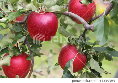 Apple (Sunlight) Apple (Sunlight) 35339565