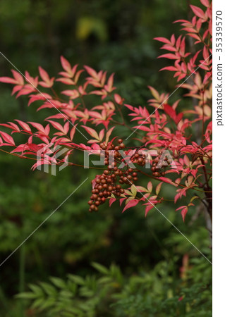 自然植物南滕，10月中旬。 Nanten的紅色開始在這里和那裡可見2 35339570
