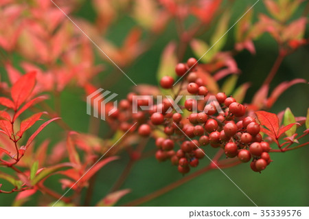 Nature plants Nanten, mid-October. The red of Nanten began to be visible here and there 1 Nature plants Nanten, mid-October. The red of Nanten began to be visible here and there 1 35339576