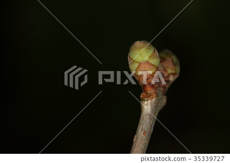 It is a natural plant soshin roubai, an ax in late October. The leaf bud is not found yet It is a natural plant soshin roubai, an ax in late October. The leaf bud is not found yet 35339727