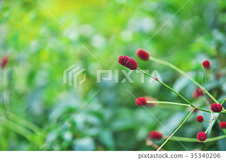 紅色薄脆餅乾花 35340206