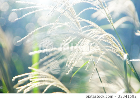 Silver Suki Silver Suki 35341592