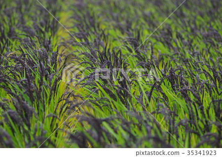 Rice ear of black rice waiting for harvest time 35341923