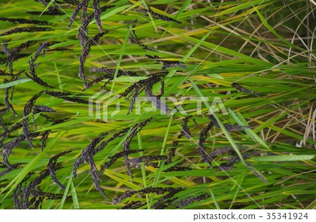 Rice ear of black rice waiting for harvest time Rice ear of black rice waiting for harvest time 35341924