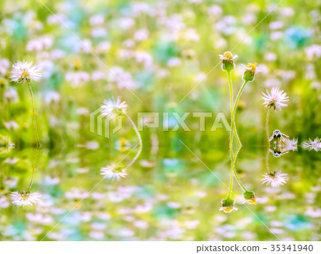 reflection on waer surfce of grass and flower reflection on waer surfce of grass and flower 35341940