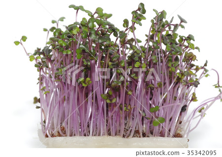 Red cabbage sprout that has been greened 35342095