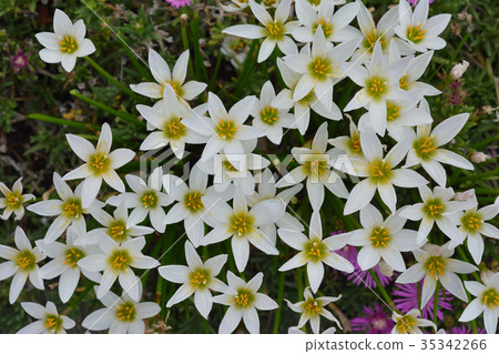 Thamas Dale 35342266