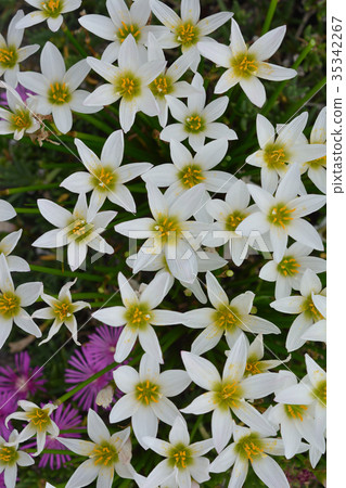 Thamas Dale 35342267