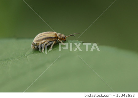 Creatures Insects Ragweed has been seen from a long time ago, but this year there was a large flock of ragweed Creatures Insects Ragweed has been seen from a long time ago, but this year there was a large flock of ragweed 35342658