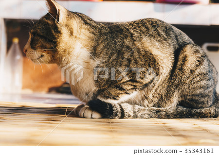 Cute traditional cat sitting for sun light 35343161