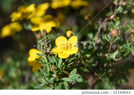 Dasiphora fruticosa flowers Dasiphora fruticosa flowers 35344043
