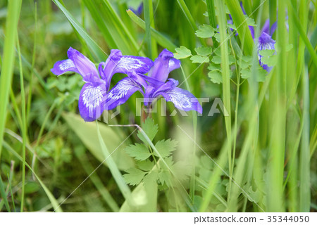 Iris ruthenica flower on Altai. Russia Iris ruthenica flower on Altai. Russia 35344050