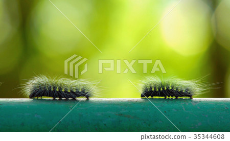 Macro furry caterpillar walking on steel bar and green blur background 35344608