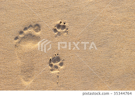 Human footprint beside dog footprint on the tropical beach Human footprint beside dog footprint on the tropical beach 35344764