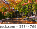 Autumn yellow and red maple leaves 35344769