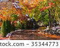 Autumn yellow and red maple leaves 35344773