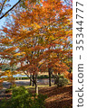Autumn yellow and red maple leaves 35344777