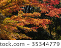 Autumn yellow and red maple leaves 35344779