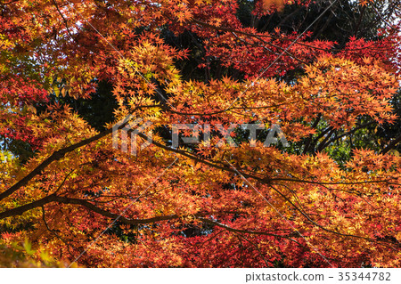 Autumn yellow and red maple leaves 35344782