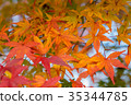Autumn yellow and red maple leaves 35344785