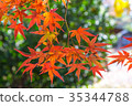 Autumn yellow and red maple leaves 35344788