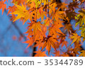 Autumn yellow and red maple leaves 35344789