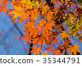 Autumn yellow and red maple leaves 35344791