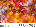 Autumn yellow and red maple leaves 35344793