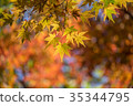 Autumn yellow and red maple leaves 35344795