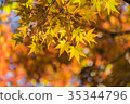 Autumn yellow and red maple leaves 35344796