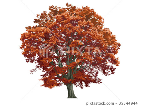 Large zelkova autumn leaves 4 35344944