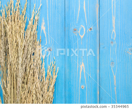 Dried paddy rice crop on blue wooden board. With free space for text or design Dried paddy rice crop on blue wooden board. With free space for text or design 35344965