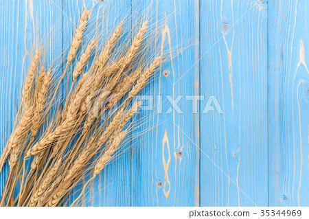 Dried wheat crop on blue wooden board. With free space for text or design. Symbols of jewish holiday Dried wheat crop on blue wooden board. With free space for text or design. Symbols of jewish holiday 35344969