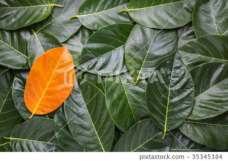 Pile of tree leave. Different yellow leave on dark green leaves of the jackfruit tree for texture and background use. For environment changed concept 35345384