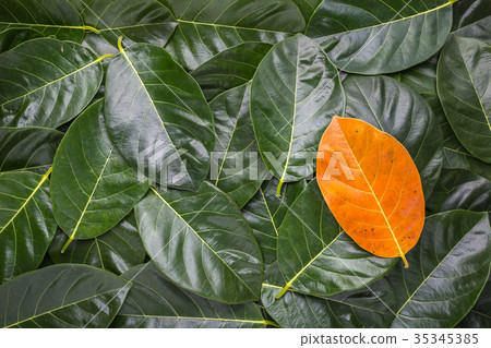 Pile of tree leave. Different yellow leave on dark green leaves of the jackfruit tree for texture and background use. For environment changed concept 35345385