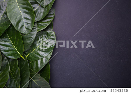 Dark green color of the jackfruit tree leaves on black stone background. with space for text or design 35345386