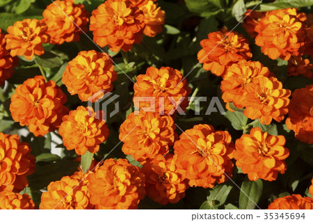 百日草(百日草)02 百日草(百日草)02 35345694