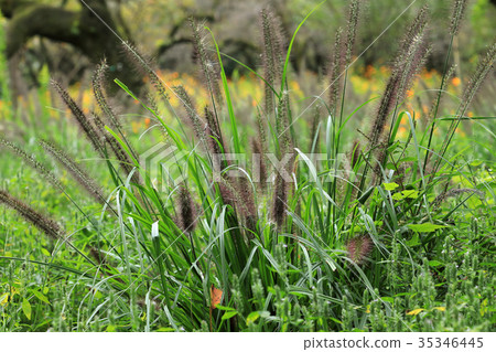 Chikara Shiba Koganei Park in the fall 35346445