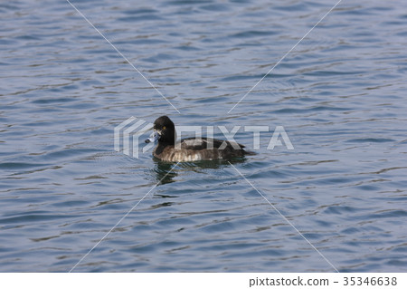 Kinkrochasshuro 35346638